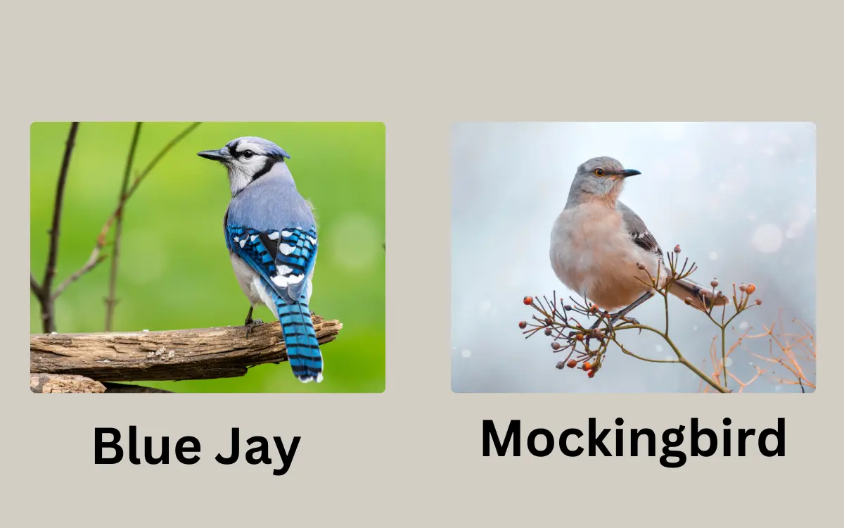 Blue Jay vs Mockingbird Difference