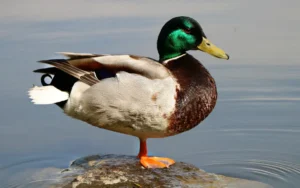 Duck Symbolism Unique fact you should know