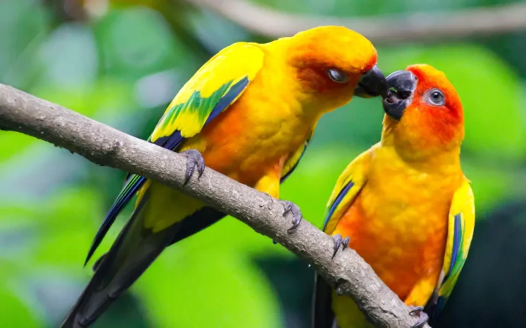 8 Lovebirds Facts You Should Know