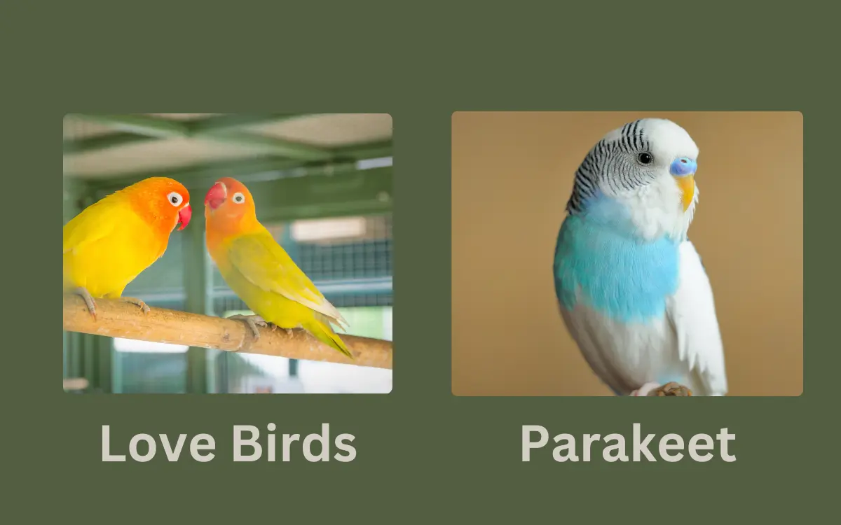 Love Birds vs Parakeet Differences