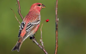 Pine Grosbeak