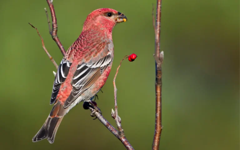 9 Red Birds in South Carolina:Photo & Id