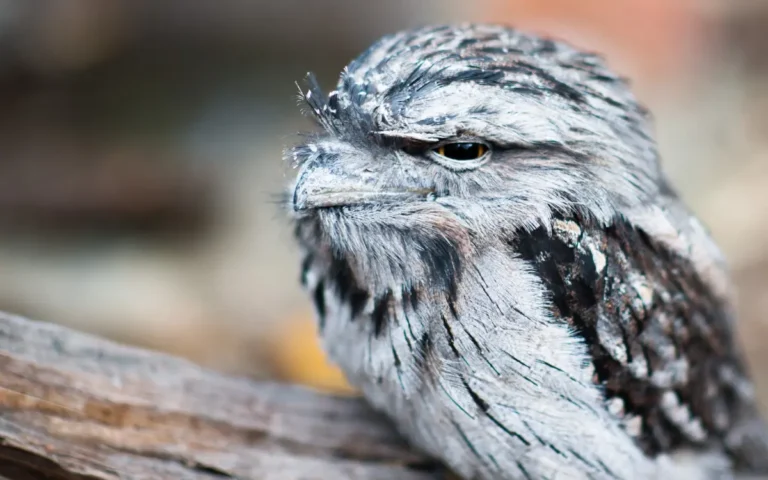Tawny Frogmouth Facts: Unique Bird