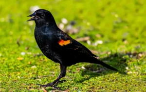 Tricolored Blackbird