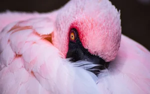 What Time Do Birds Wake Up