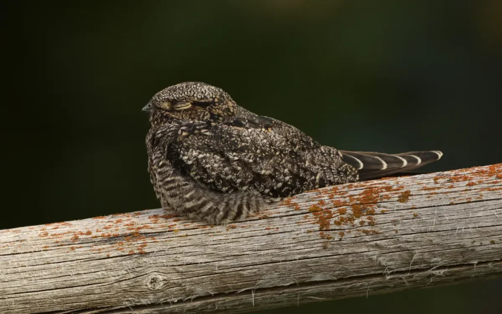 Small brown bird resting on a tree branch
