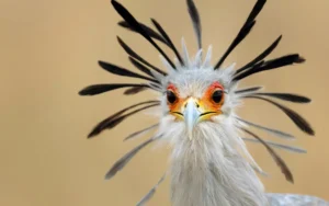 secretary bird facts
