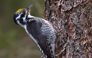 American Three-Toed Woodpecker