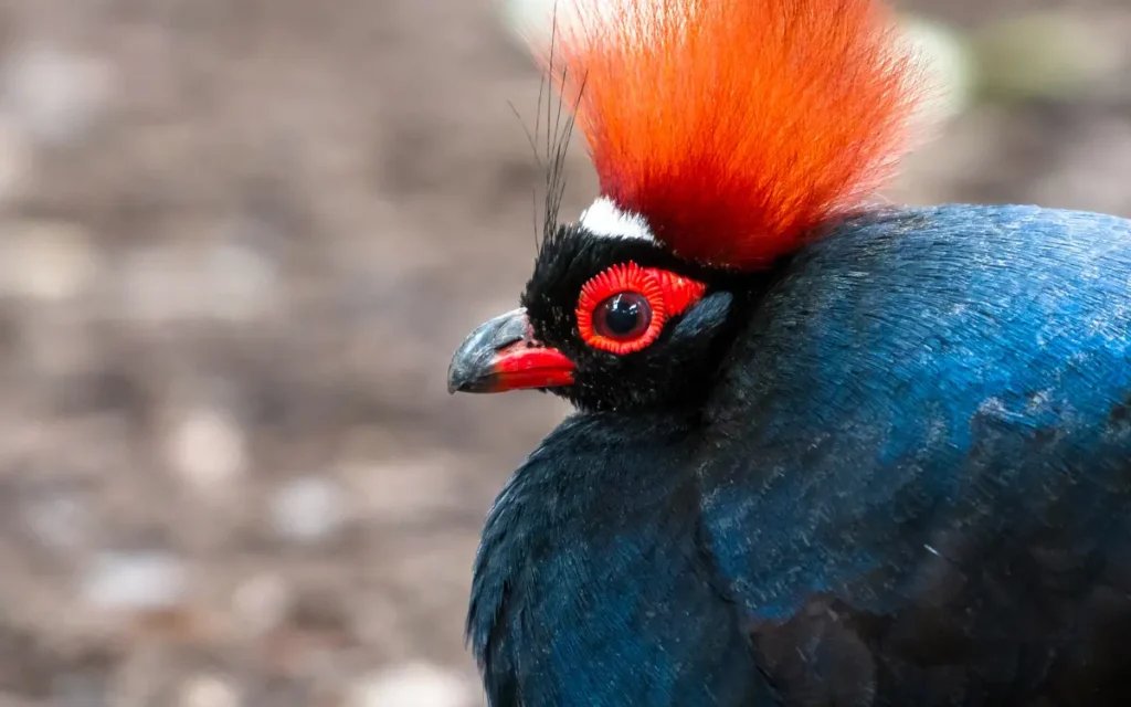  Crested Partridge
