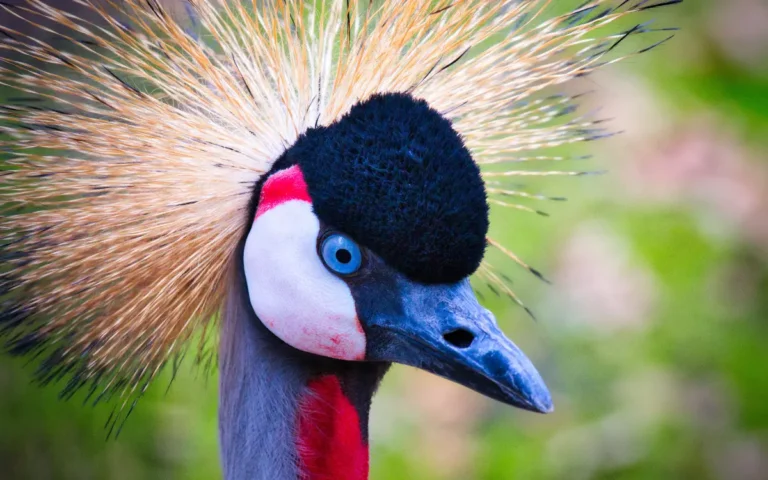 34 Birds That Look Like They Have Hair: A Fun Guide