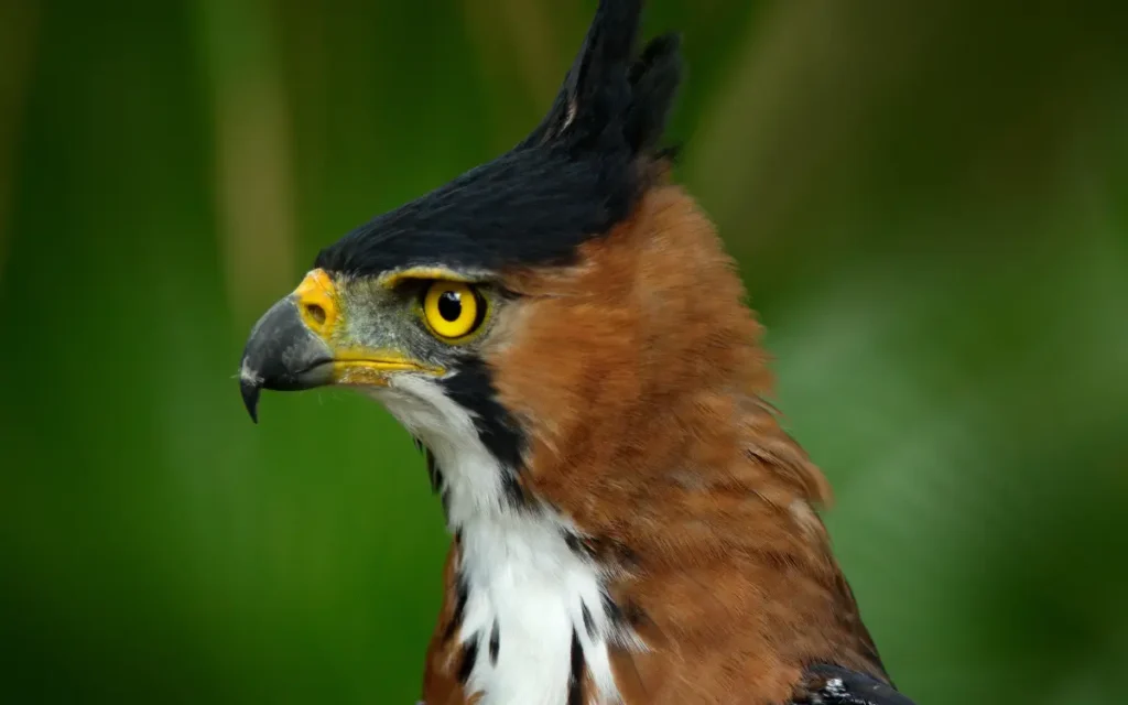  Ornate Hawk-Eagle