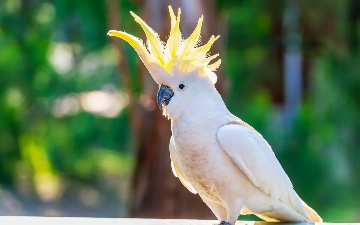 Yellow-crested-Cockatoo