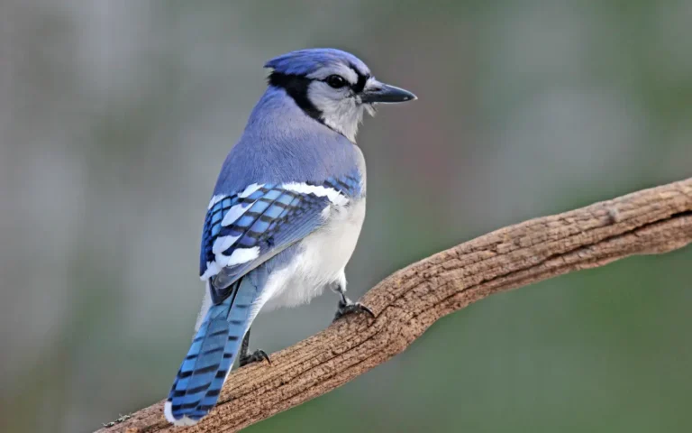 Blue Jay Spiritual Meaning: Symbolism and Love Revealed