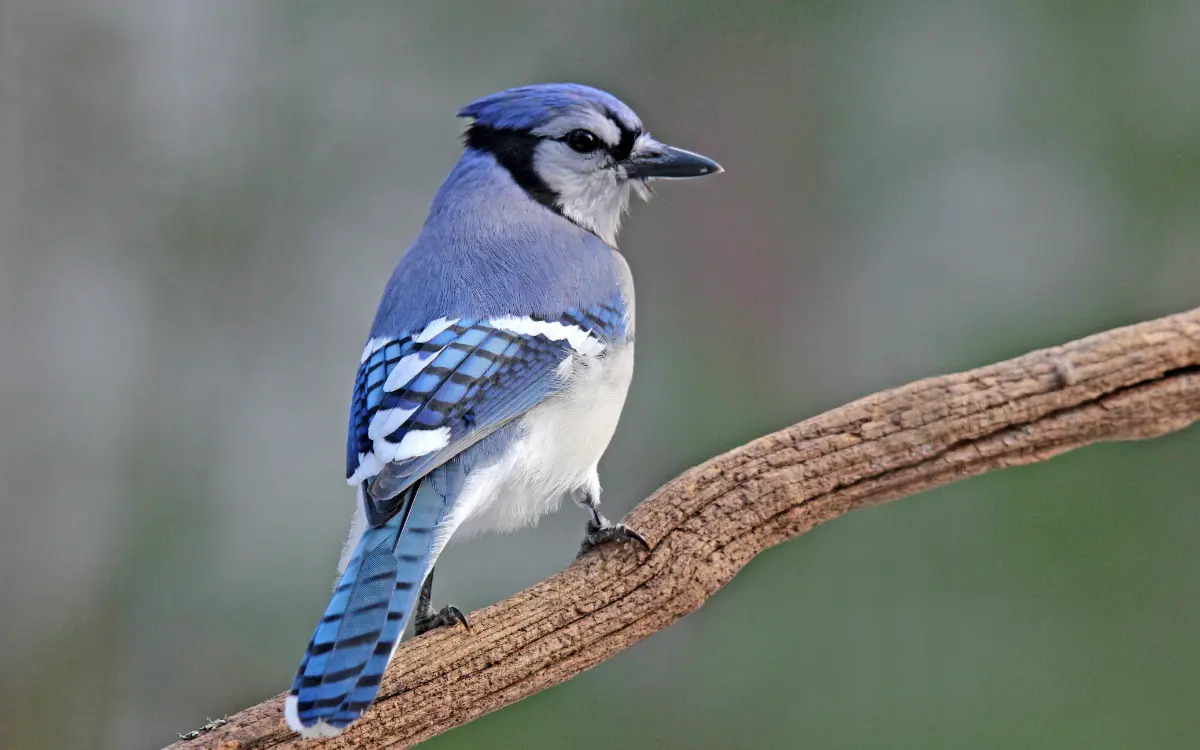 Blue Jay Spiritual Meaning