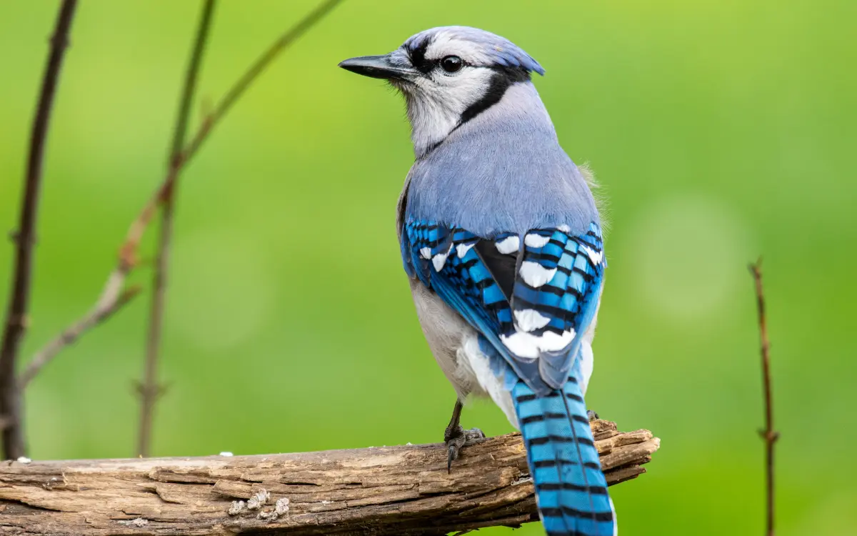Blue Jay
