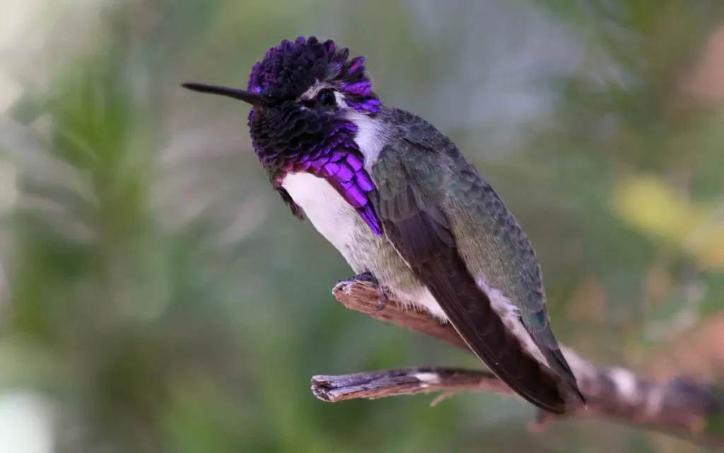 Costas-Hummingbird