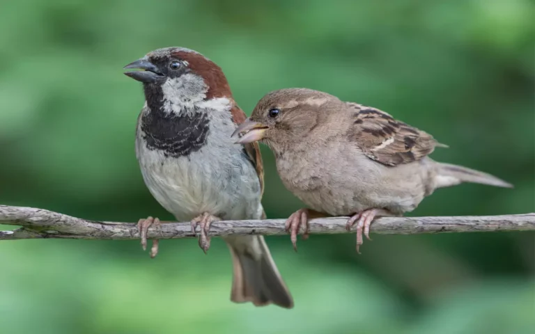 House-Sparrow