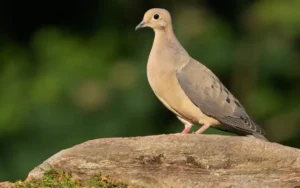 Mourning-dove