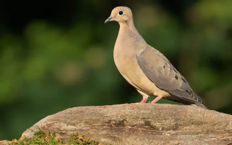 Mourning-dove