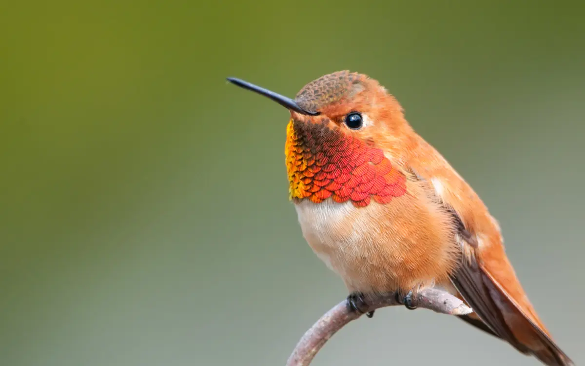 Rufous-Hummingbird