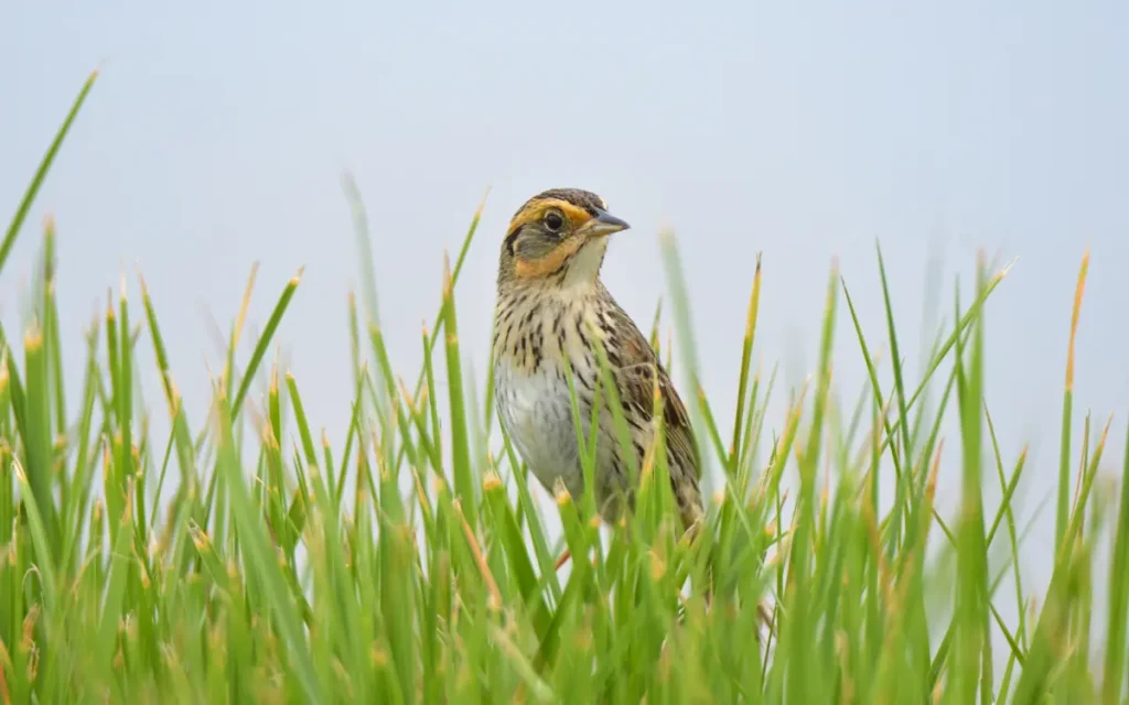 Saltmarsh Sparrow