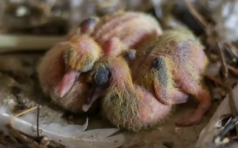 Baby Pigeons: Everything You Need to Know