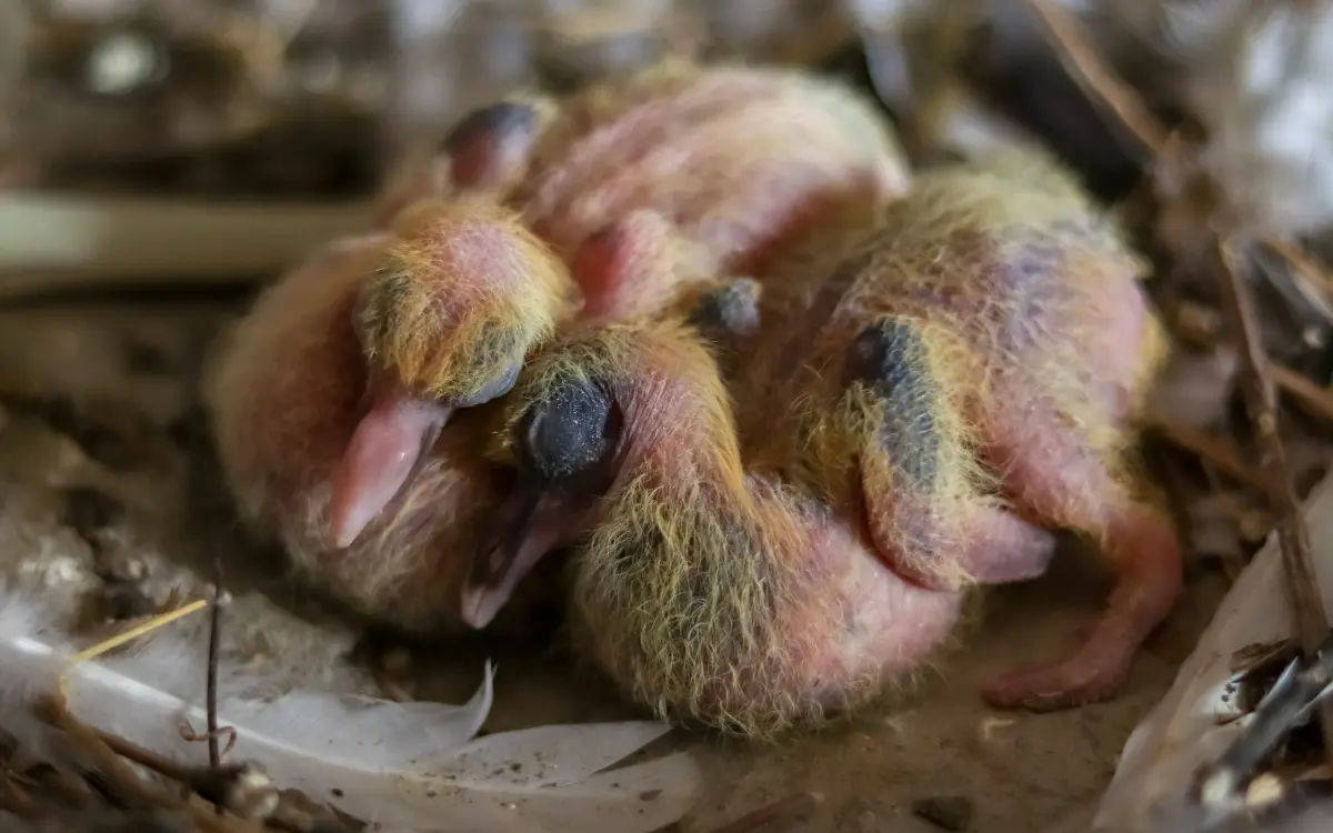 Baby Pigeons