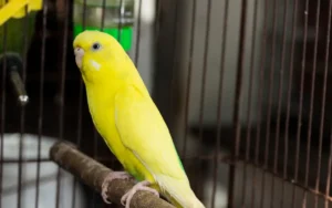 Budgerigar-Yellow-Mutation