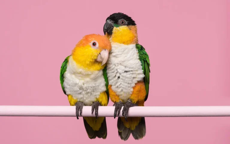 13 Intelligent Pet Birds for Owners