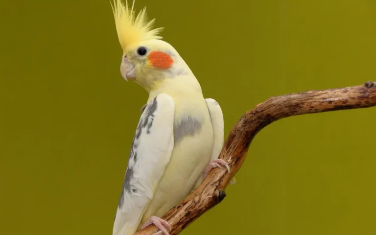 10 Yellow Parrots Pets for Your Home