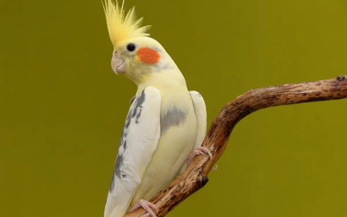 Cockatiel