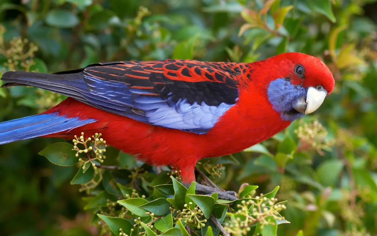 Crimson-Rosella