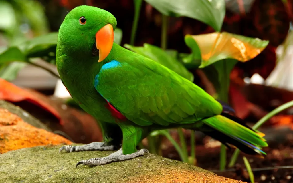 Eclectus-Parrot