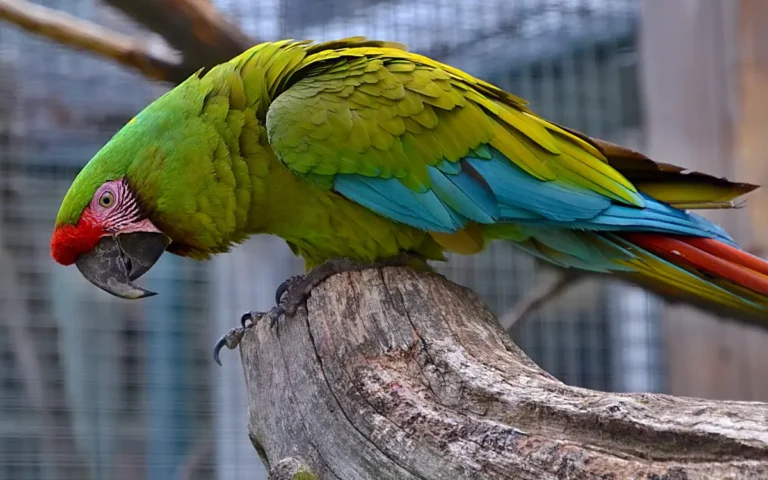 Great-Green-Macaw