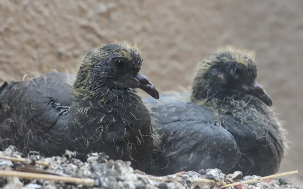 Baby Pigeons: Everything You Need To Know | Birdserenity