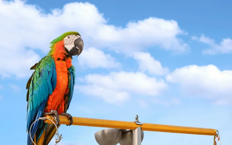 10 Macaws for Outstanding Pet Companions