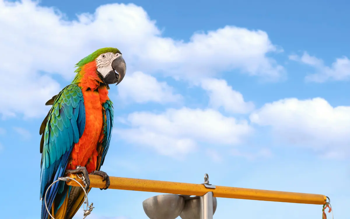 Hybrid-Macaws