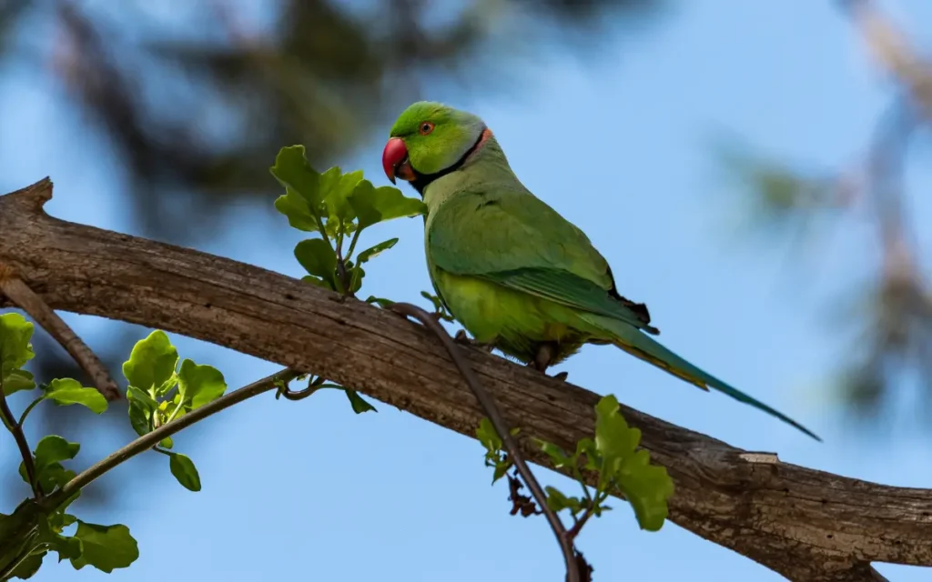 Indian-Ringneck-Parakeet