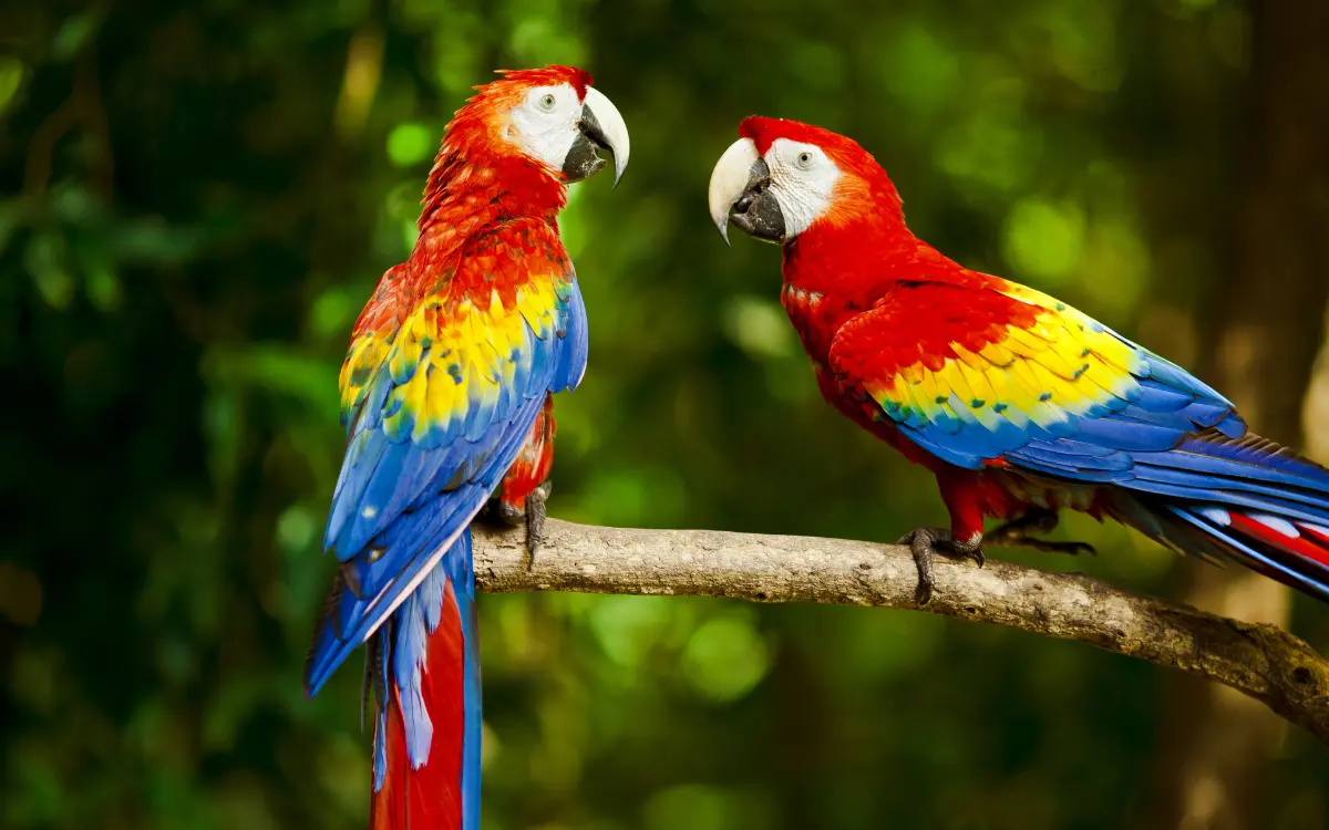 Macaw Care Guide Essential Tips for New Owners