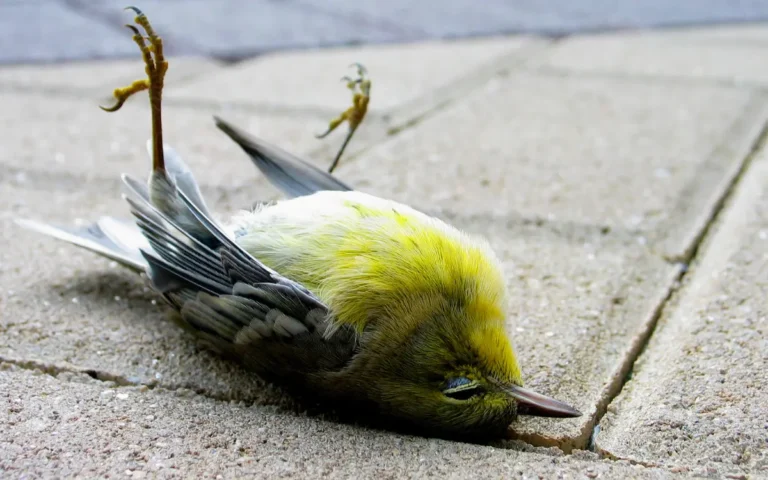 Meaning of Dead Bird on Doorstep