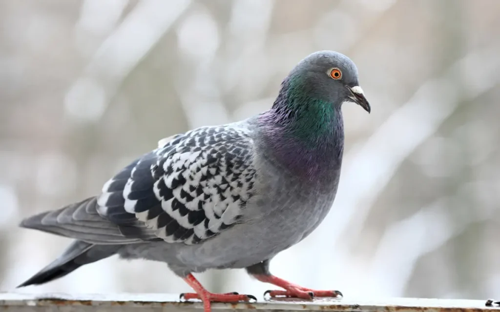 Pigeon