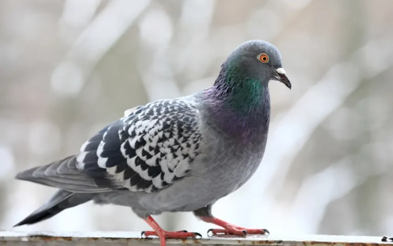 Pigeon Meaning: Symbolism and Significance Explained