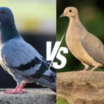 Pigeon vs Mourning Dove