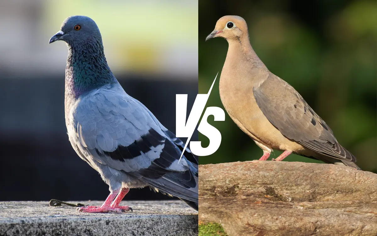 Pigeon vs Mourning Dove