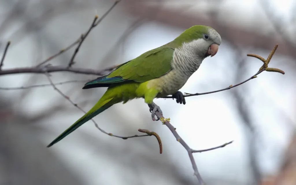 Quaker-Parrot