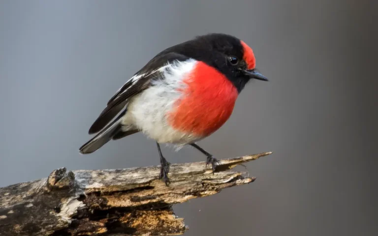 Red Robin Bird Symbolism Spiritual Meaning