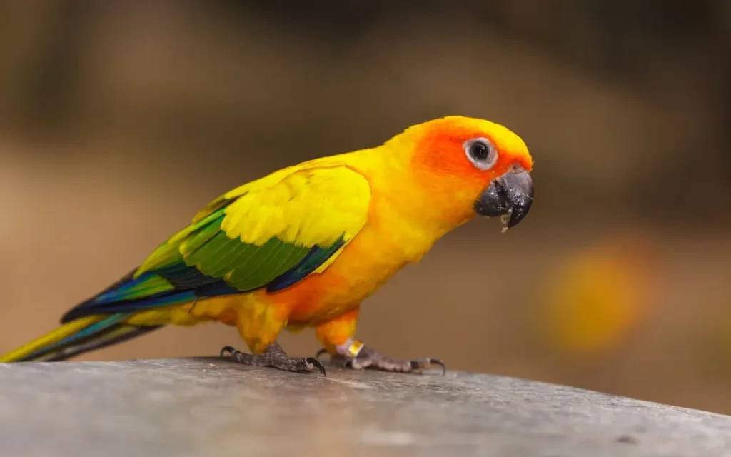 Sun-Conure