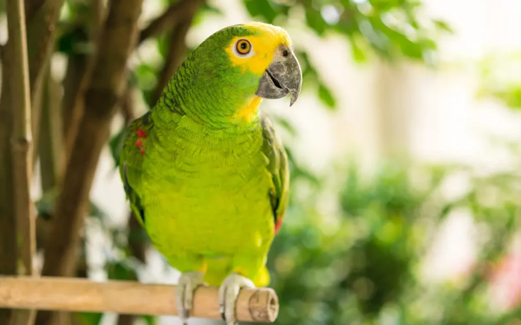 Yellow-Crowned Amazon