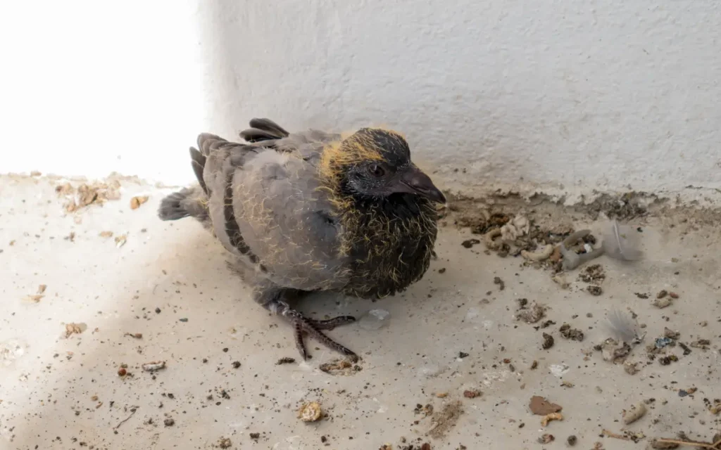 baby pegion out of nest