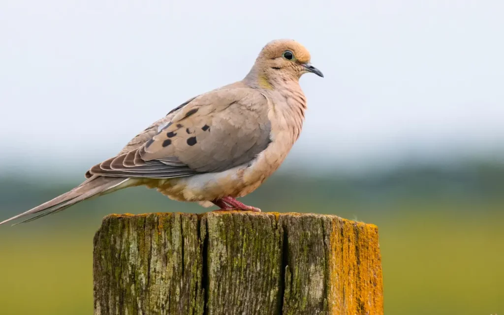 mourning dove